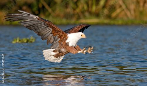 fish eagle flying low over the water of Lake Naivasha and claws stretched out with claws for a moment before the attack on the fish, Kenya