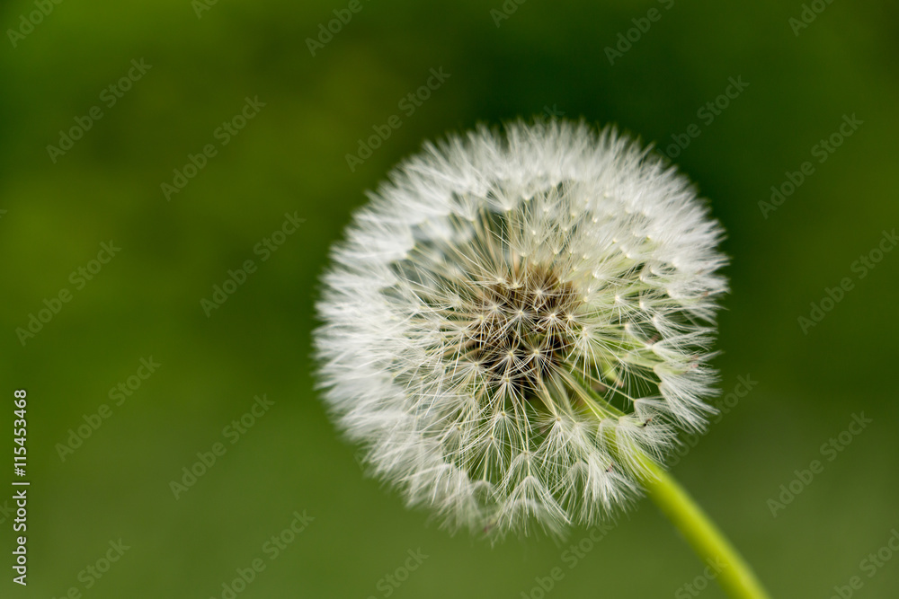 Löwenzahn (Taraxacum sect. Ruderalia) Pusteblume Löwenzahn (Taraxacum sect. Ruderalia) Pusteblume