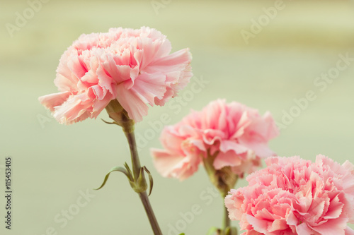 Pink carnation of retro vintage style