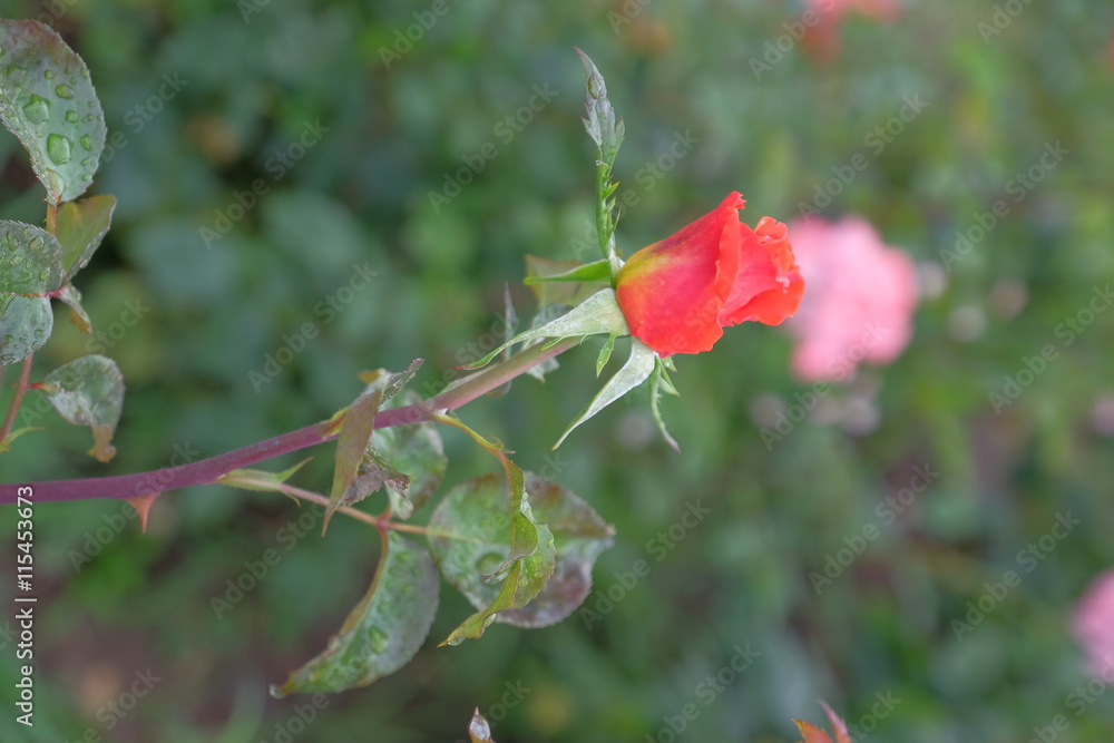 Fresh and natural rose Fresh and natural rose