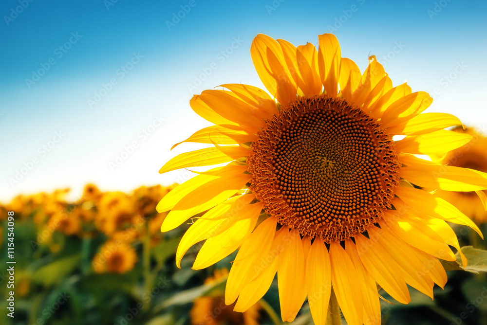 Obraz premium Beautiful sunflower head blooming in cultivated crop field