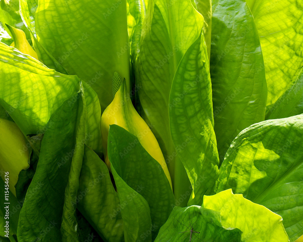 Fototapeta premium Skunk Cabbage