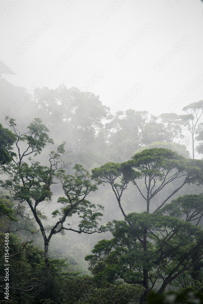 Obraz premium mglisty las dżungli