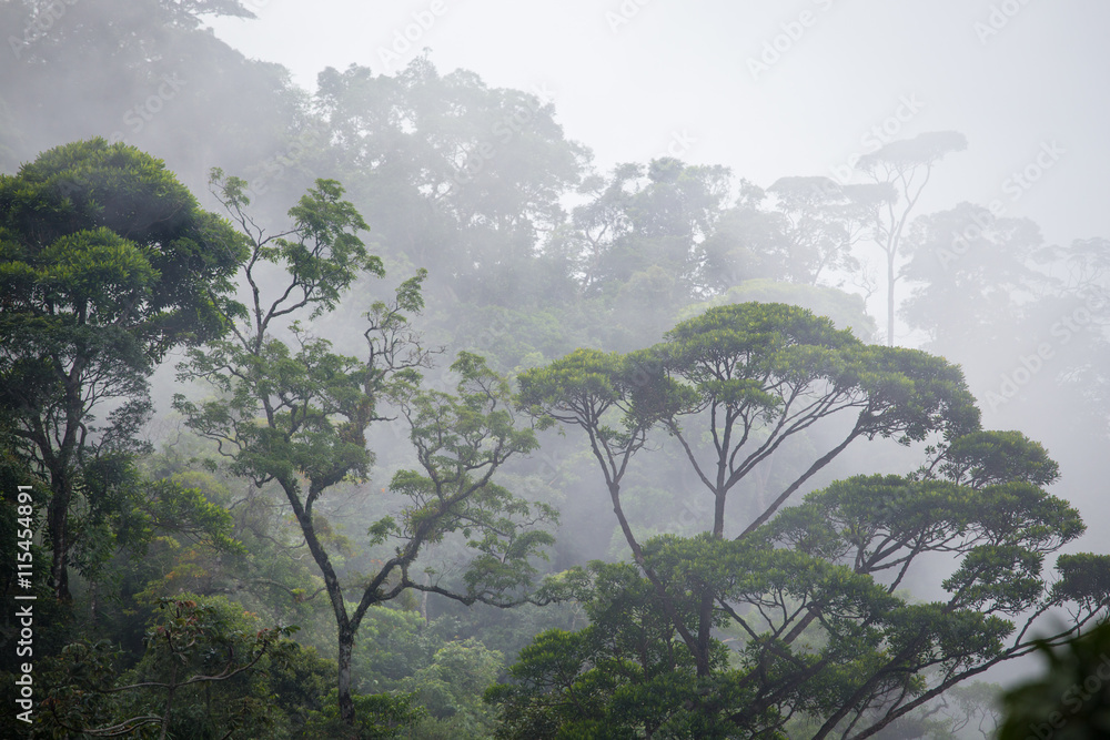 Obraz premium misty jungle forest