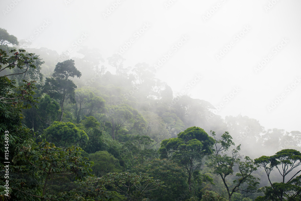 Fototapeta premium mglisty las dżungli