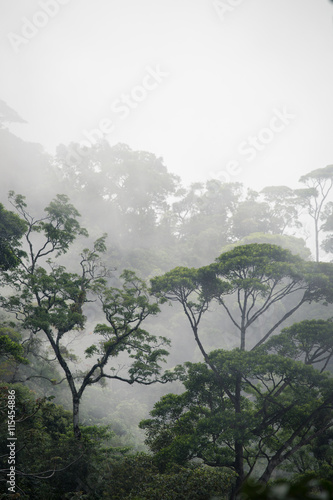 misty jungle forest