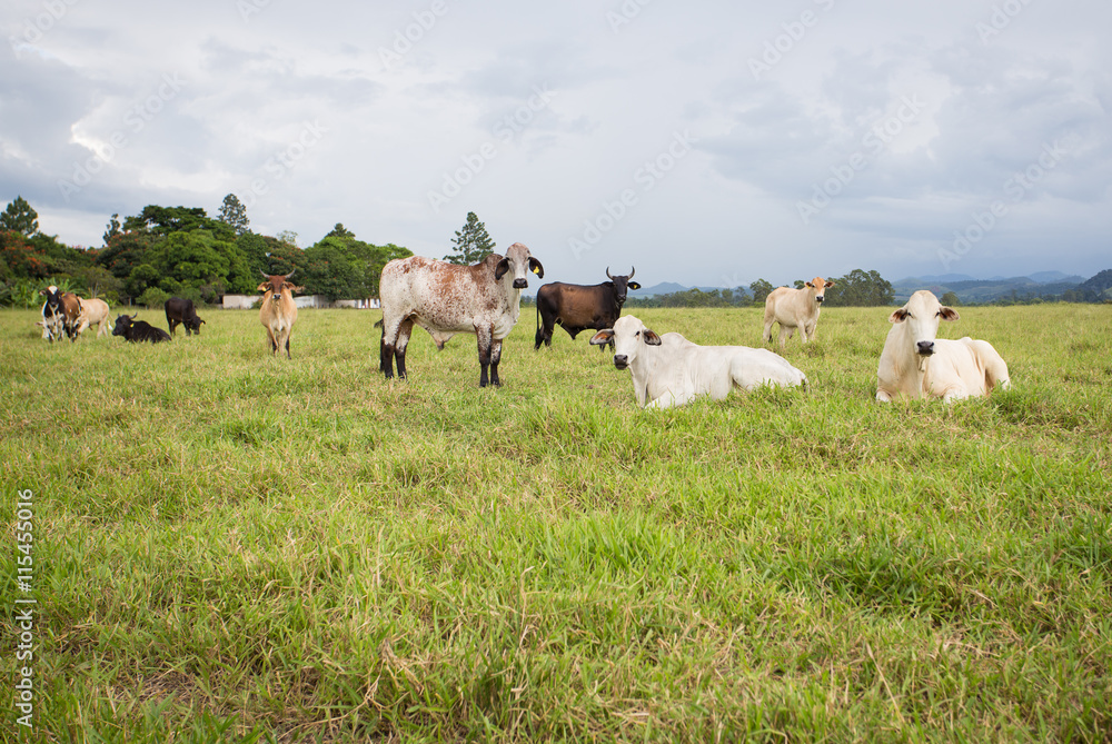 Fototapeta premium brazilian cows on a pasture