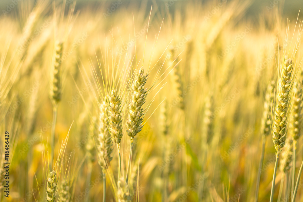 Fototapeta premium Piecefull