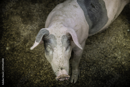 Pig nose in the pen. Shallow depth of field. © stockphotopluak