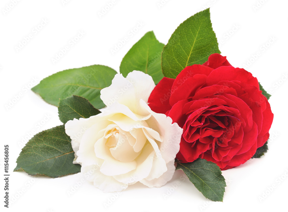 Fototapeta premium Biało-czerwona róża.