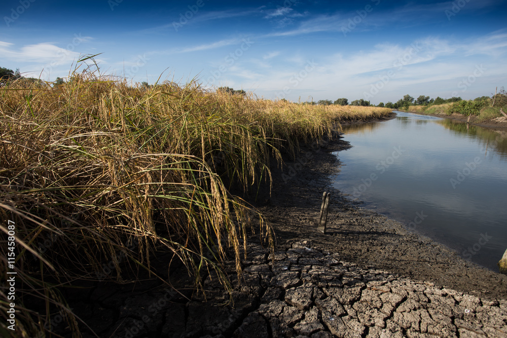 Fototapeta premium Golden paddy rice field ready for harvest