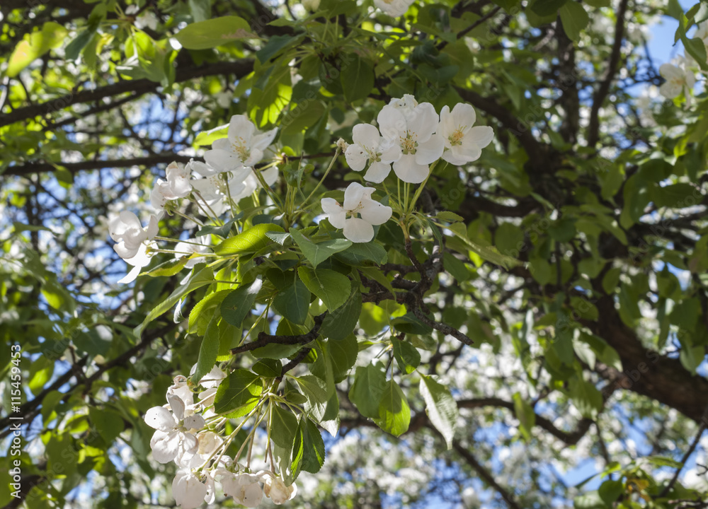 Branch of cherry blossom in spring
