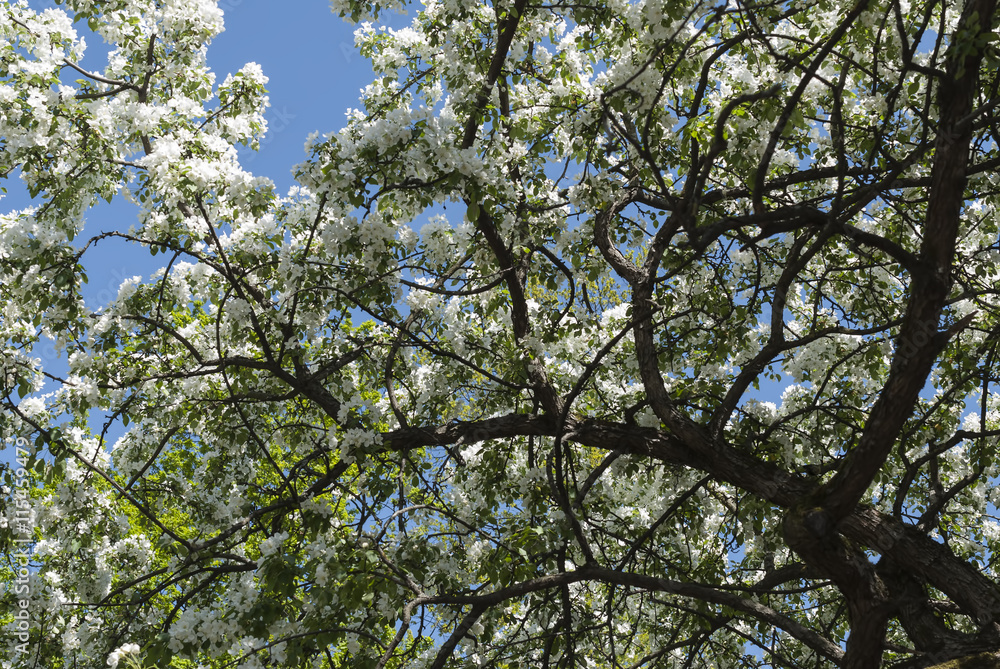 Blossoming tree in spring on rural meadow Blossoming tree in spring on rural meadow