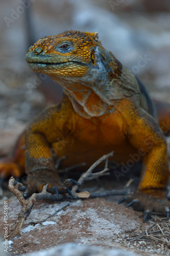 Conolophus subcristatus is land iguana on the ground  