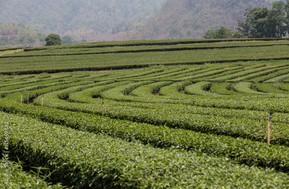 green tea plantations in mountain