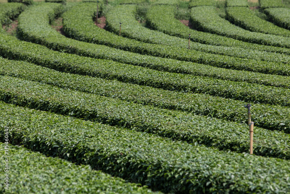 Tea plantation landscape Tea plantation landscape