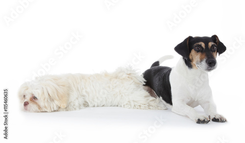 duo chiens Shih Tzu et Jack Russel terrier