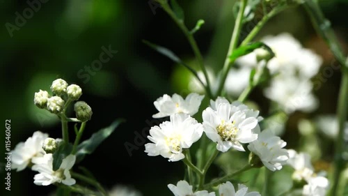 Schafgarbe Achillea millefolium-Hybride photo