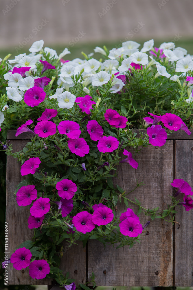 wooden fence with flowers