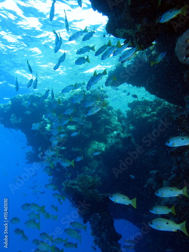 School of snappers and reef formation at Shaab Marsa Alam  Red S