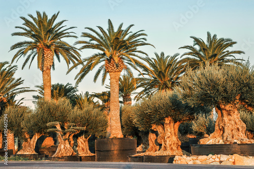 Nursery grown palm and olive trees offered for sale.