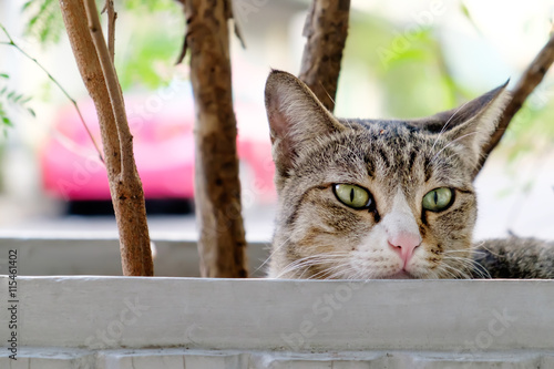 Photography Homeless cute cat sit on the street, Bangkok, Thailand