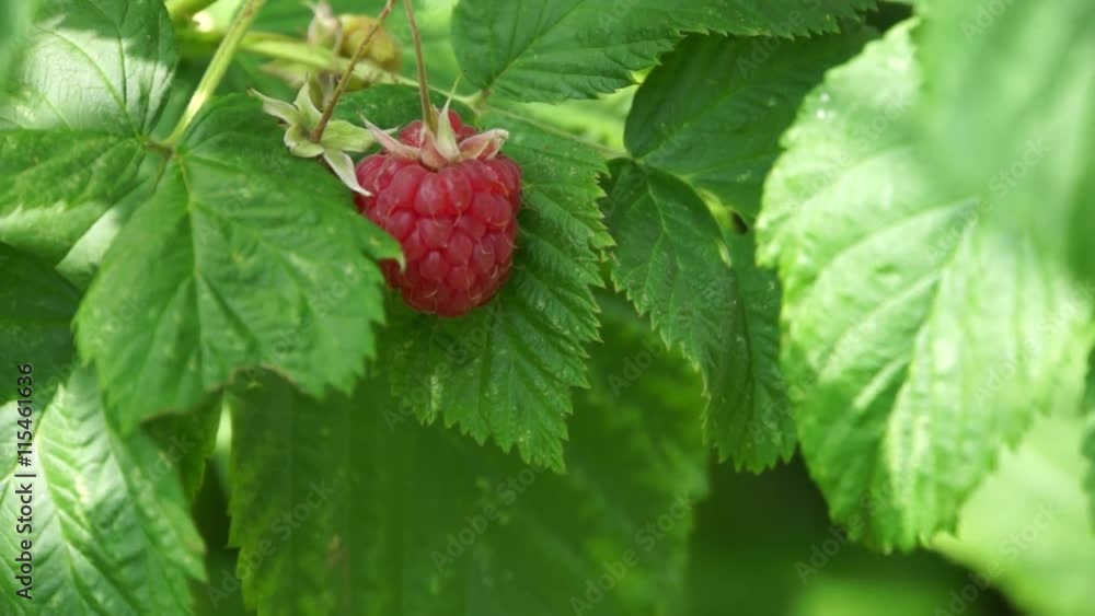 reife Himbeere am Strauch