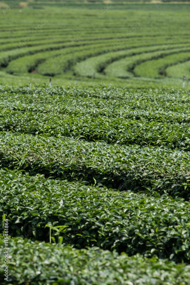 Tea plantation landscape Tea plantation landscape