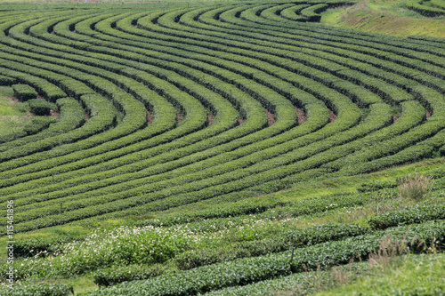 Tea plantation landscape