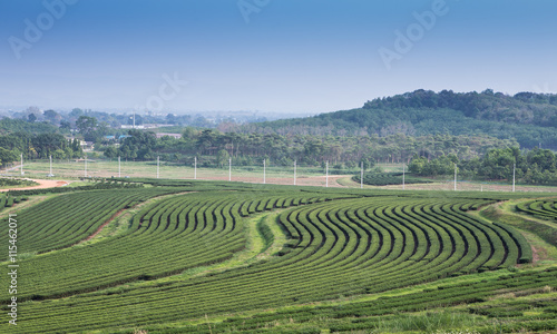 green tea plantations in mountain