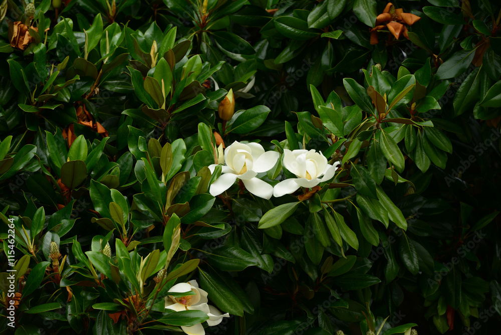 Naklejka premium Flower, fruits and foliage of Magnolia grandiflora (Southern magnolia)