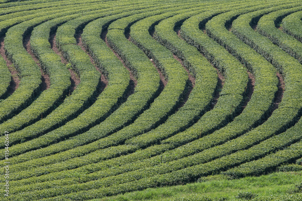 Green tea bud and leaves