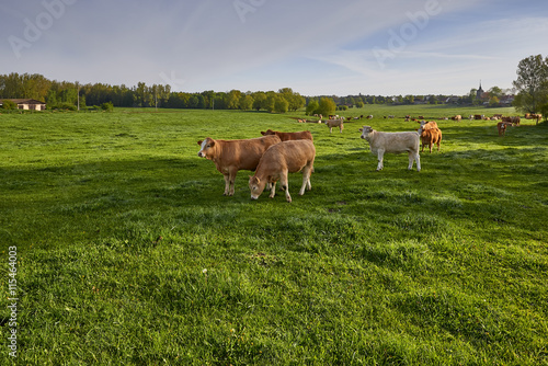Cows grazing on a green field., Brandenburg, Germany