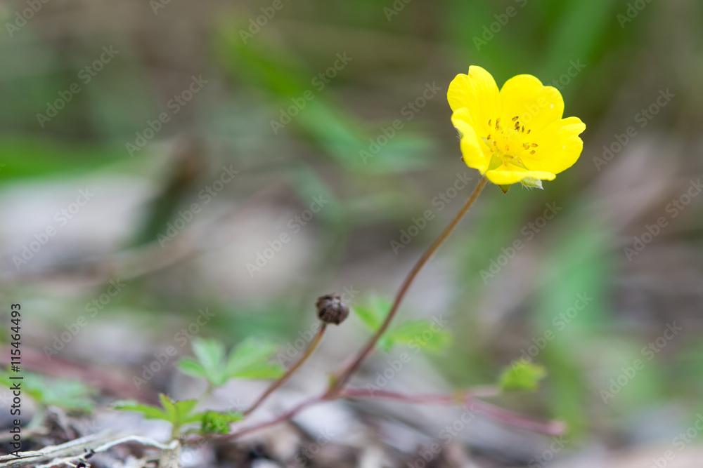 Creeping cinquefoil (Potentilla reptans) flower. A plant in the rose (Rosaceae) family with yellow flowers, seen from ground level Creeping cinquefoil (Potentilla reptans) flower. A plant in the rose (Rosaceae) family with yellow flowers, seen from ground level