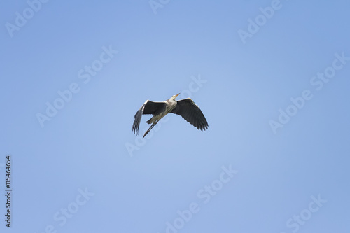 grey Heron flying on blue sky background widely spread its large wings