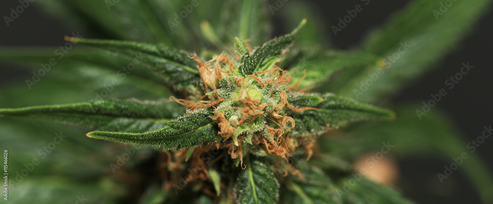 Ripe marijuana bloom of Union Jack variety Ripe marijuana bloom of Union Jack variety