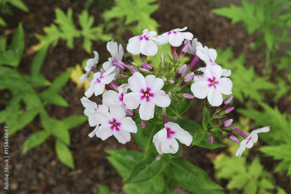 The pure white Phlox paniculata 'Europa' flowers with pink eyes. The pure white Phlox paniculata 'Europa' flowers with pink eyes.