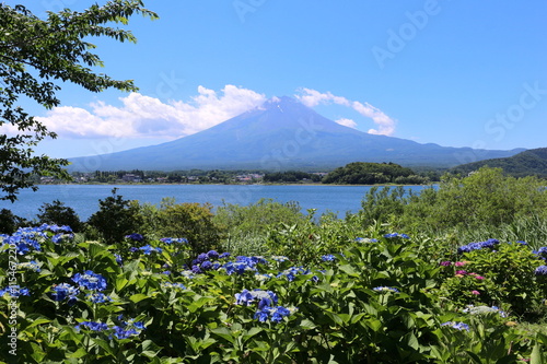 富士山とアジサイ