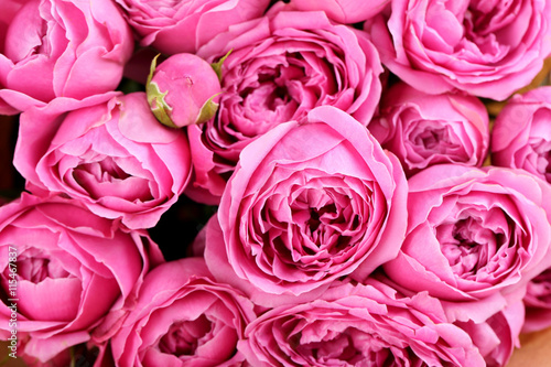 Beautiful pink roses background  close up