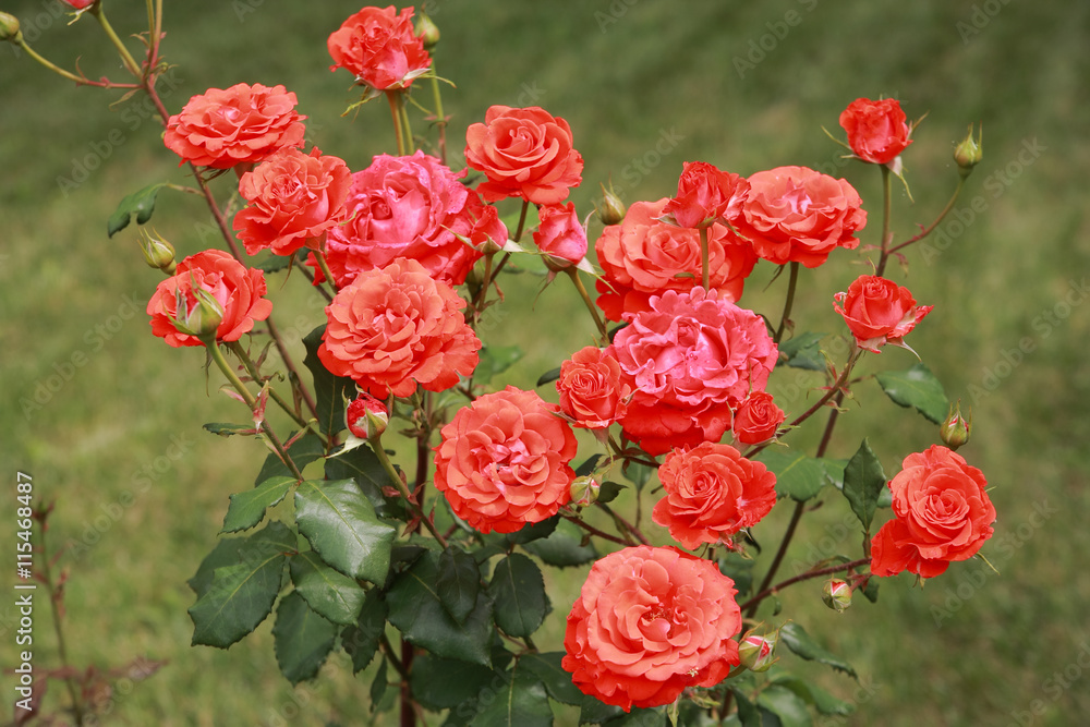 Roses Roses