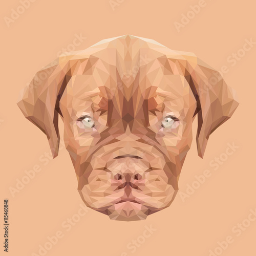 Dogue de Bordeaux Dog animal low poly design. Triangle vector illustration.  