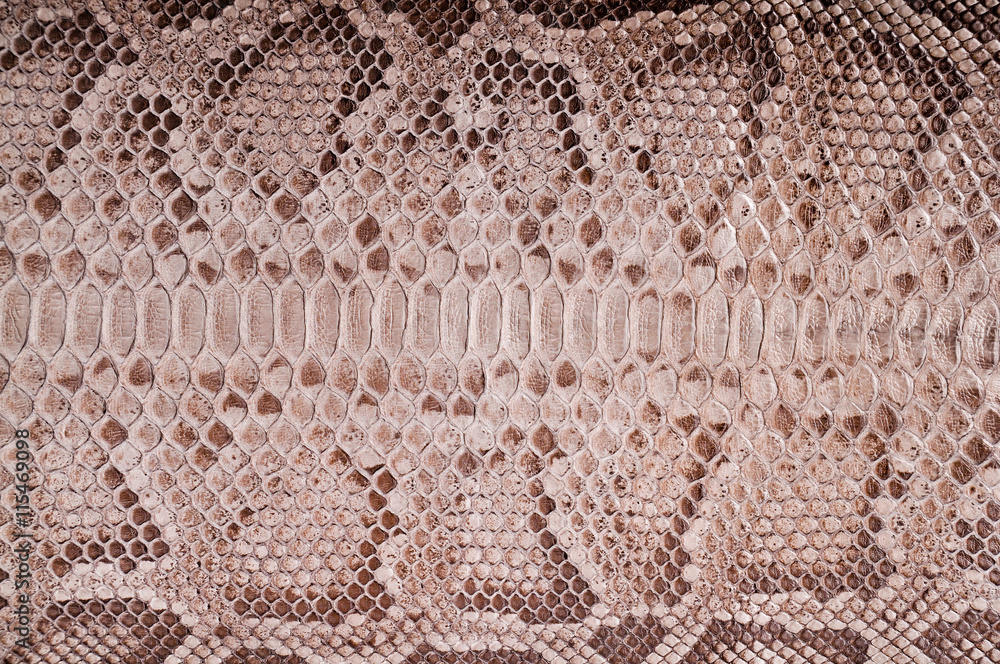 Fototapeta premium Python leather