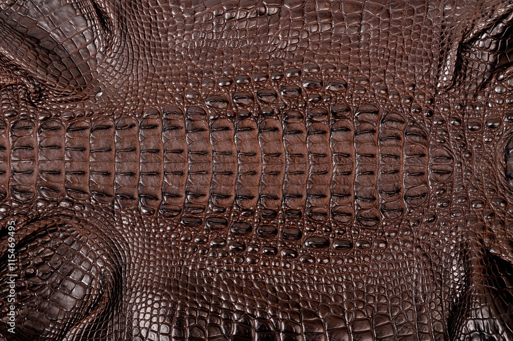 Naklejka premium Brown crocodile leather
