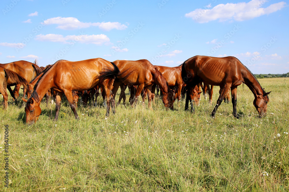 Obraz premium Thoroughbred gidran foals and mares grazing peaceful together on pasture