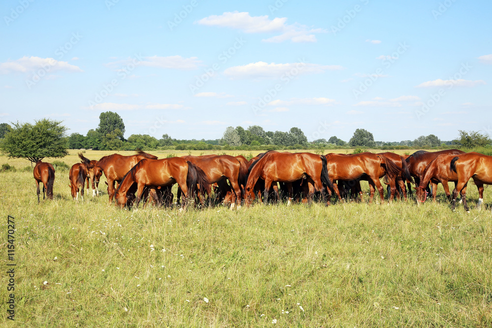 Thoroughbred gidran horses eating fresh greengrass on the hungarian meadow Thoroughbred gidran horses eating fresh greengrass on the hungarian meadow