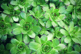 Beautiful green succulents background
