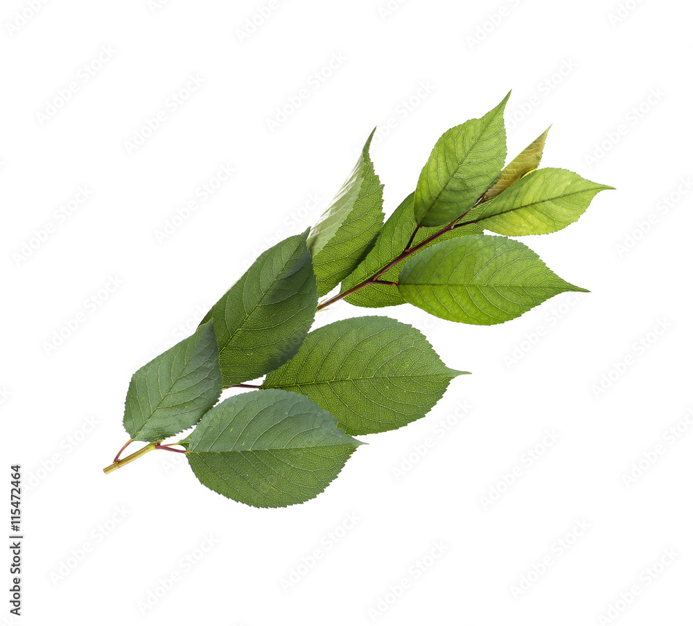 Fototapeta premium Tree branch with green leaves on white background