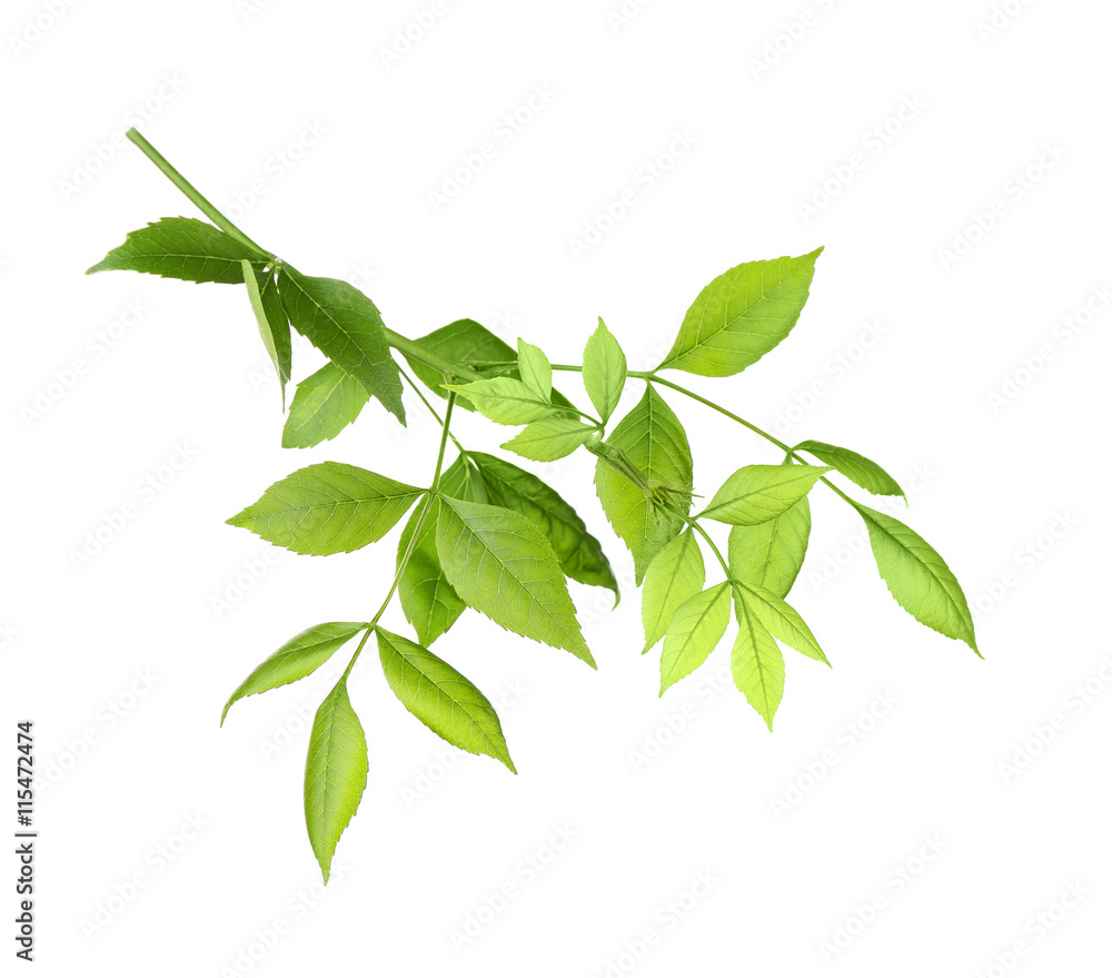Tree branch with green leaves on white background Tree branch with green leaves on white background