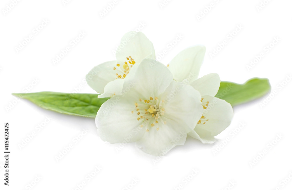 Fresh jasmine flowers on white background