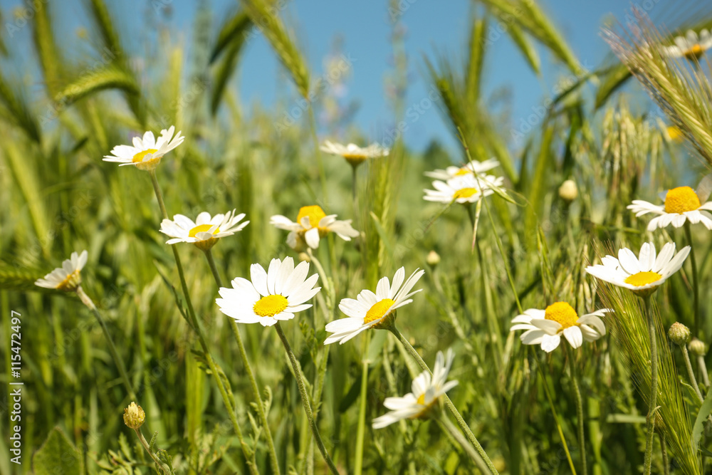 Green grass and chamomiles in the nature Green grass and chamomiles in the nature